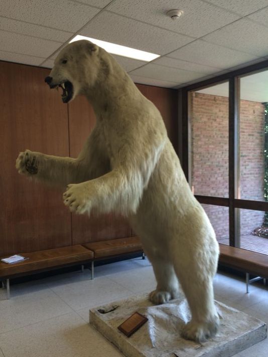 0_1526605989854_polar-bear.jpg