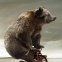 BearOnTricycle