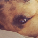Moggd