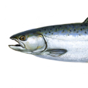DriftingSalmon