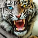 UTE8Tigre