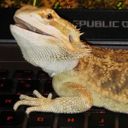 Skyrek
