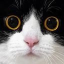 Meowness