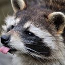 BrutalWolf