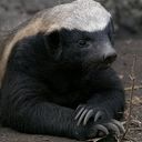 Honeybadgerr
